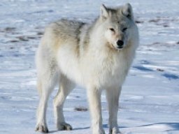 loup_arctique_20211209_1515768287